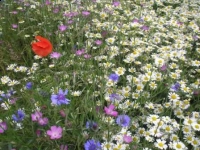 Wildflower meadow
